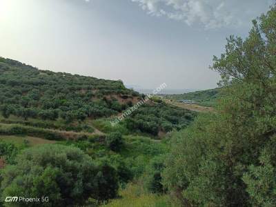 Tekirdağ Şarköy Hoşköy Mahallesinde Satılık Zeytinlik 6