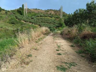 Tekirdağ Şarköy Hoşköy Mahallesinde Satılık Zeytinlik 1