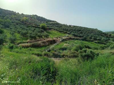 Tekirdağ Şarköy Hoşköy Mahallesinde Satılık Zeytinlik 8