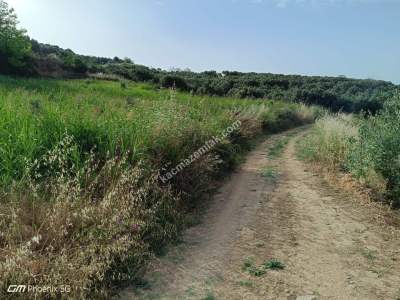 Tekirdağ Şarköy Hoşköy Mahallesinde Satılık Zeytinlik 3