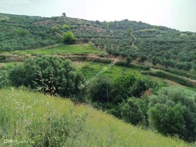 Tekirdağ Şarköy Hoşköy Mahallesinde Satılık Zeytinlik 5