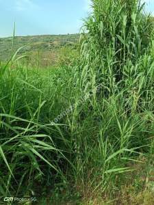 Tekirdağ Şarköy Hoşköy Mahallesinde Satılık Zeytinlik 10