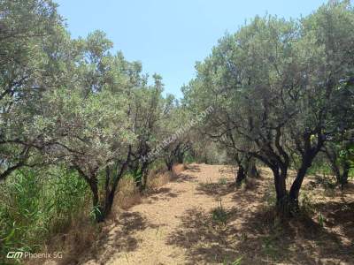 Tekirdağ Şarköy Hoşköy Mahallesi Satılık Zeytinlik 4