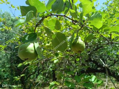 Tekirdağ Şarköy Hoşköy Mahallesi Satılık Zeytinlik 5
