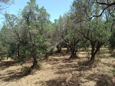 Tekirdağ Şarköy Hoşköy Mahallesi Satılık Zeytinlik 11