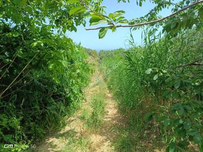 Tekirdağ Şarköy Hoşköy Mahallesi Satılık Zeytinlik 13