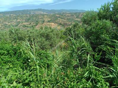 Tekirdağ Şarköy Hoşköy Mahallesi Satılık Zeytinlik 12