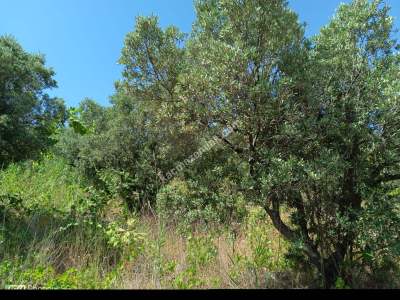 Tekirdağ Şarköy Hoşköy Mahallesi Satılık Zeytinlik 5