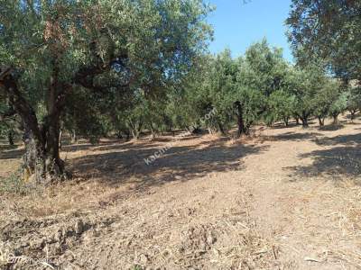 Tekirdağ Şarköy İğdebağları Mahallesi Satılık Zeytinlik 7