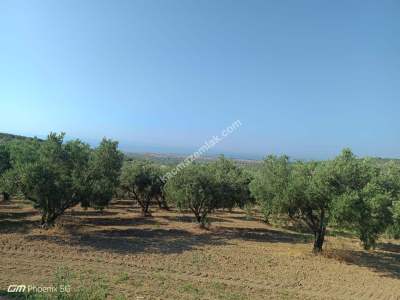Tekirdağ Şarköy İğdebağları Mahallesi Satılık Zeytinlik 1