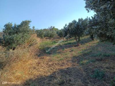 Tekirdağ Şarköy İğdebağları Mahallesi Satılık Zeytinlik 9