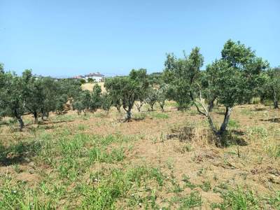 Tekirdağ Şarköy İğdebağları Mahallesi Satılık Zeytinlik 7