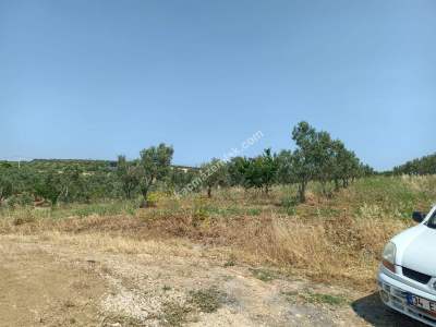 Tekirdağ Şarköy İğdebağları Mahallesi Satılık Zeytinlik 3