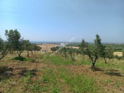 Tekirdağ Şarköy İğdebağları Mahallesi Satılık Zeytinlik 4