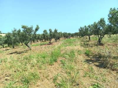 Tekirdağ Şarköy İğdebağları Mahallesi Satılık Zeytinlik 6