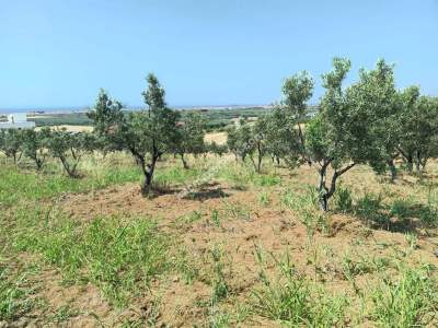 Tekirdağ Şarköy İğdebağları Mahallesi Satılık Zeytinlik 5