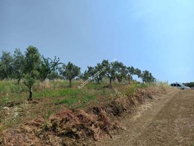 Tekirdağ Şarköy İğdebağları Mahallesi Satılık Zeytinlik 2