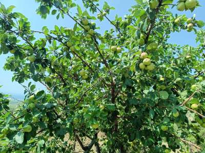 Tekirdağ Şarköy İğdebağları Satılık 22.660M2 Zeytinlik 6