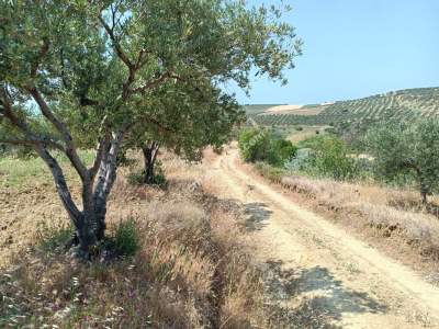 Tekirdağ Şarköy İğdebağları Satılık 22.660M2 Zeytinlik 10