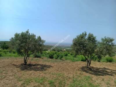 Tekirdağ Şarköy İğdebağları Satılık 22.660M2 Zeytinlik 12