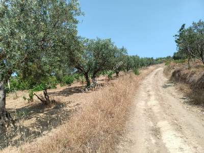 Tekirdağ Şarköy İğdebağları Satılık 22.660M2 Zeytinlik 18