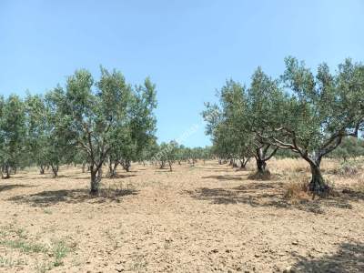 Tekirdağ Şarköy İğdebağları Satılık 22.660M2 Zeytinlik 2