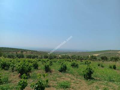 Tekirdağ Şarköy İğdebağları Satılık 22.660M2 Zeytinlik 11