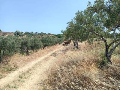 Tekirdağ Şarköy İğdebağları Satılık 22.660M2 Zeytinlik 8