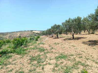 Tekirdağ Şarköy İğdebağları Satılık 22.660M2 Zeytinlik 16