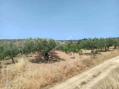 Tekirdağ Şarköy İğdebağları Satılık 22.660M2 Zeytinlik 3