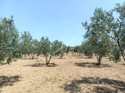 Tekirdağ Şarköy İğdebağları Satılık 22.660M2 Zeytinlik 17