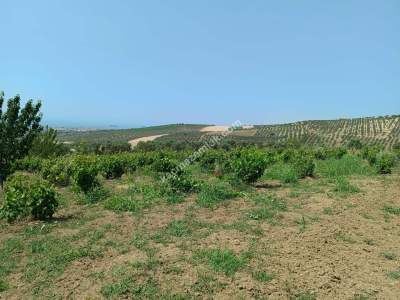 Tekirdağ Şarköy İğdebağları Satılık 22.660M2 Zeytinlik 14
