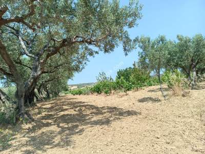 Tekirdağ Şarköy İğdebağları Satılık 22.660M2 Zeytinlik 4