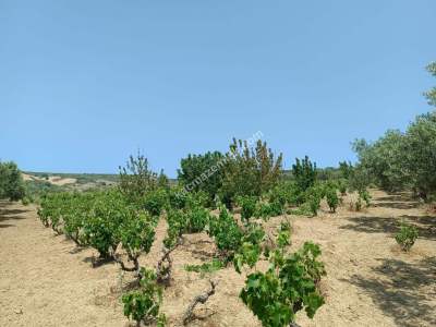 Tekirdağ Şarköy İğdebağları Satılık 22.660M2 Zeytinlik 15