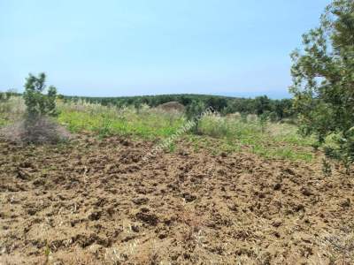 Tekirdağ Şarköy İğdebağları Satılık 22.660M2 Zeytinlik 9