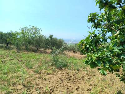 Tekirdağ Şarköy İğdebağları Satılık 22.660M2 Zeytinlik 5