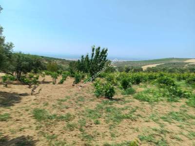 Tekirdağ Şarköy İğdebağları Satılık 22.660M2 Zeytinlik 13