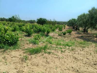 Tekirdağ Şarköy İğdebağları Satılık 22.660M2 Zeytinlik 7
