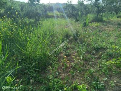 Tekirdağ Şarköy Kirazlı Mahallesi Satılık Zeytinlik 3