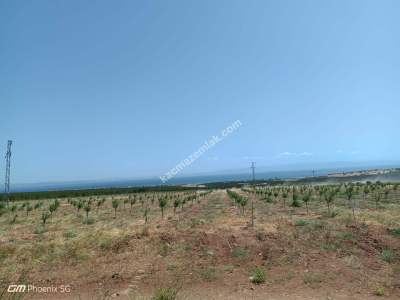 Tekirdağ Şarköy Kızılcaterzi Mah. Satılık Zeytinlik 14