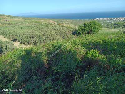 Tekirdağ Şarköy Müreftede Satılık Zeytinlik 21