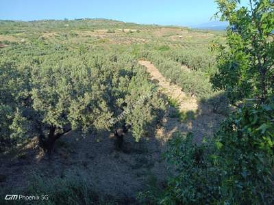 Tekirdağ Şarköy Müreftede Satılık Zeytinlik 19