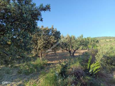 Tekirdağ Şarköy Müreftede Satılık Zeytinlik 8