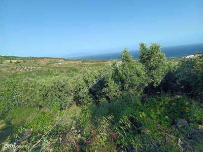 Tekirdağ Şarköy Müreftede Satılık Zeytinlik 15