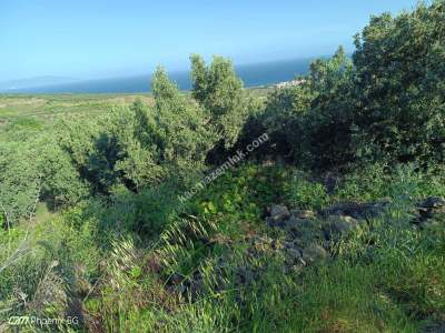 Tekirdağ Şarköy Müreftede Satılık Zeytinlik 18