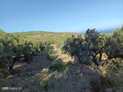 Tekirdağ Şarköy Müreftede Satılık Zeytinlik 14