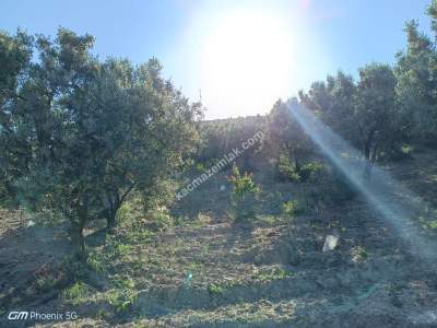 Tekirdağ Şarköy Müreftede Satılık Zeytinlik 12