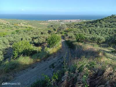 Tekirdağ Şarköy Müreftede Satılık Zeytinlik 2