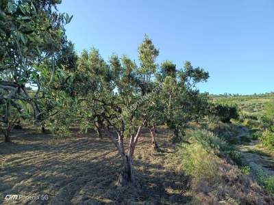 Tekirdağ Şarköy Müreftede Satılık Zeytinlik 7