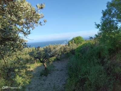 Tekirdağ Şarköy Müreftede Satılık Zeytinlik 9